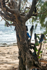 Fototapeta premium Tourists Shoes Hanging on Shoe Tree at Seychelles