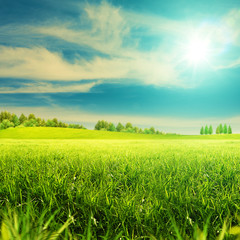 fantastic noon on the summer meadow