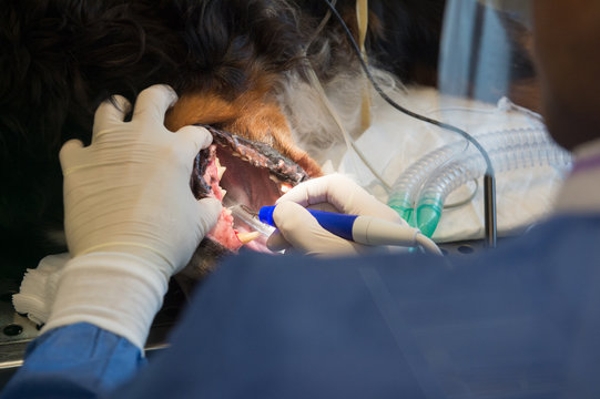 Dental Care For Pets