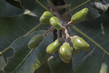 Fruits of Semecarpus anacardium
