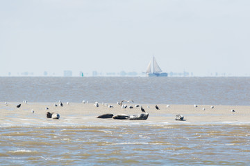 Obraz premium Seal in wadden sea