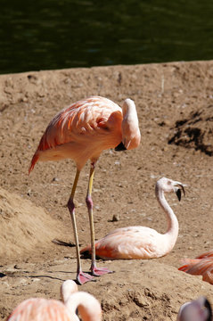 Fototapeta Flamant rose