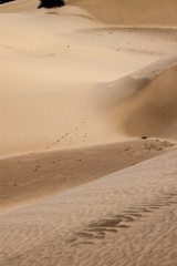 Fototapeta na wymiar Sand dunes at Thar desert