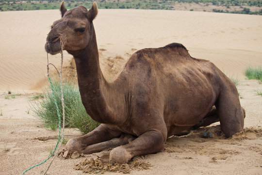 Camel in desert dunes