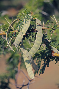 Pods of Vachellia nilotica, Acacia Nilotica, Babhul tree, India