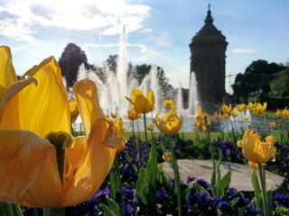 Tulip in Mannheim
