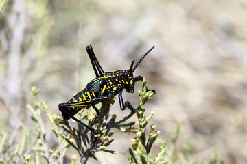 A poisonous grasshopper. Madagascar.