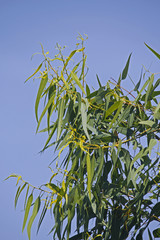 Corymbia citriodora, Lemon Scented Gum