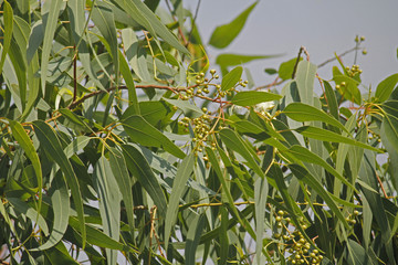 Corymbia citriodora, Lemon Scented Gum