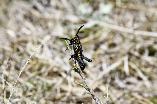 A poisonous grasshopper. Madagascar.