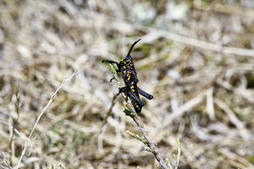A poisonous grasshopper. Madagascar.