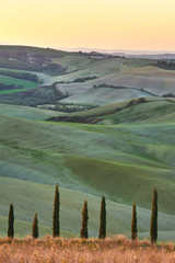 Cypress Tuscany in the beautiful landscapes of the setting sun.