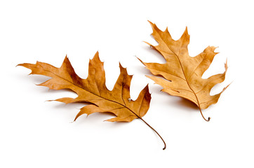 Zwei Eichenblätter im Herbst