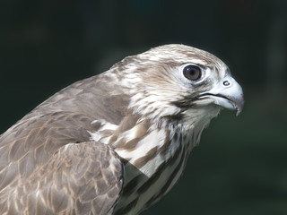 Hawk Eye