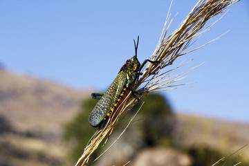 Endemic Madagascar Locust, Phymateus saxosus, in Isalo national