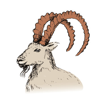 Vector illustration of  goat, symbol of New Year 2015.