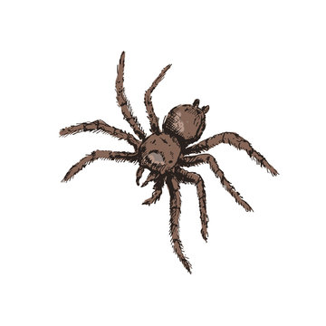 Sketch spider. Vector illustration.