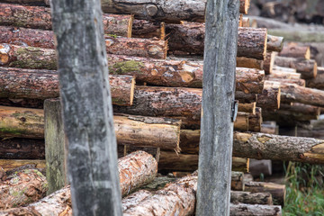sawmill