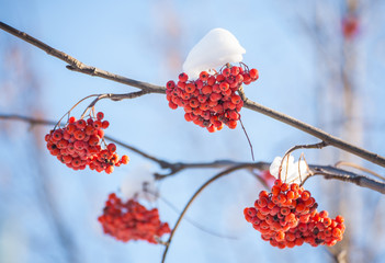 Rowan tree in the snow