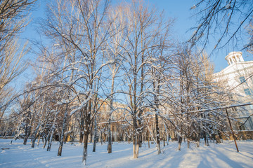 Winter park covered with white snow