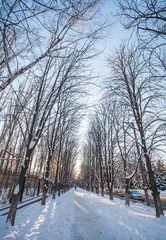 Winter park covered with white snow