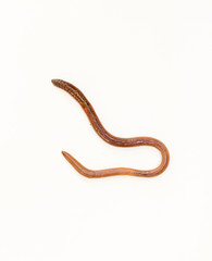 earthworm in isolated on white background