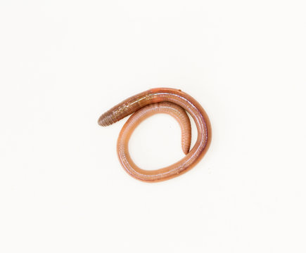 earthworm in isolated on white background