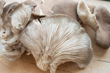 Mushroom