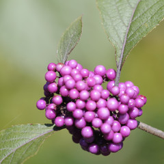 callicarpa 62