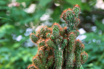 cactus closeup