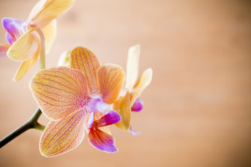 Orchid.