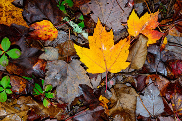 Autumn Leaves fading into Winter