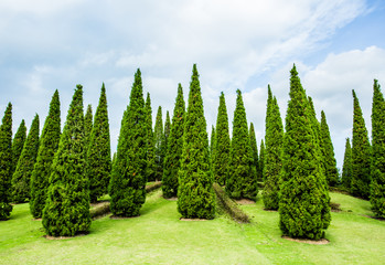 Fototapeta na wymiar pine trees in the royal flora garden chiangmai Thailand