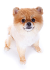 pomeranian dog brown short hair