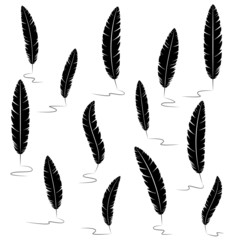 Black writting feathers isolated on white background