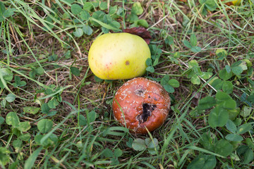 Rotten Apples Outside