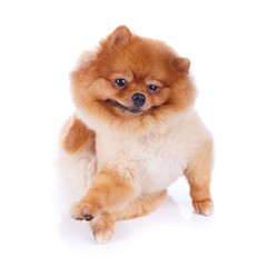 Obraz premium pomeranian dog brown short hair
