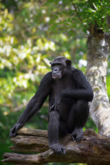 Common Chimpanzee