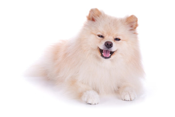 Obraz premium white pomeranian puppy dog