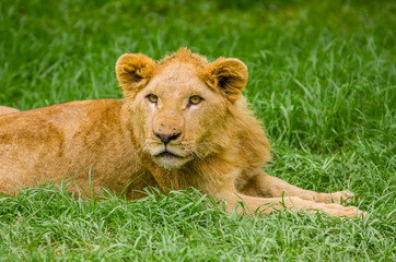 beautiful young lion resting on grass
