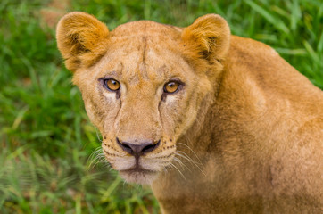 closeup portrait of beautiful lioness