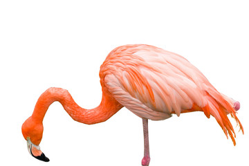 Close up of pink flamingo bird isolated on white
