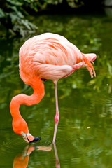 Close up of pink flamingo bird isolated
