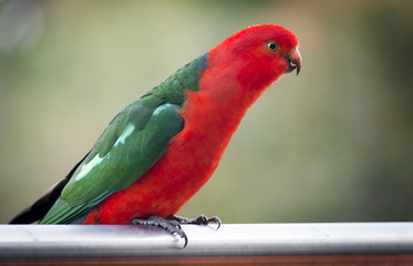 King Parrot