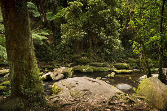 Otways National Park