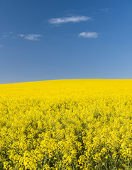 Obraz premium Pole rzepaku