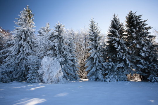 Fototapeta winter