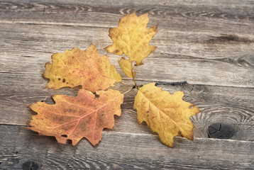 Naklejka na ściany i meble Oak leaves on wooden table