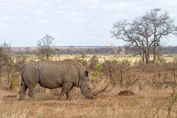 Obraz premium White Rhino Grazing at Kruger National Park, South Africa