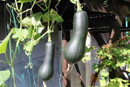 39 Best ひょうたんかぼちゃ Images Stock Photos Vectors Adobe Stock